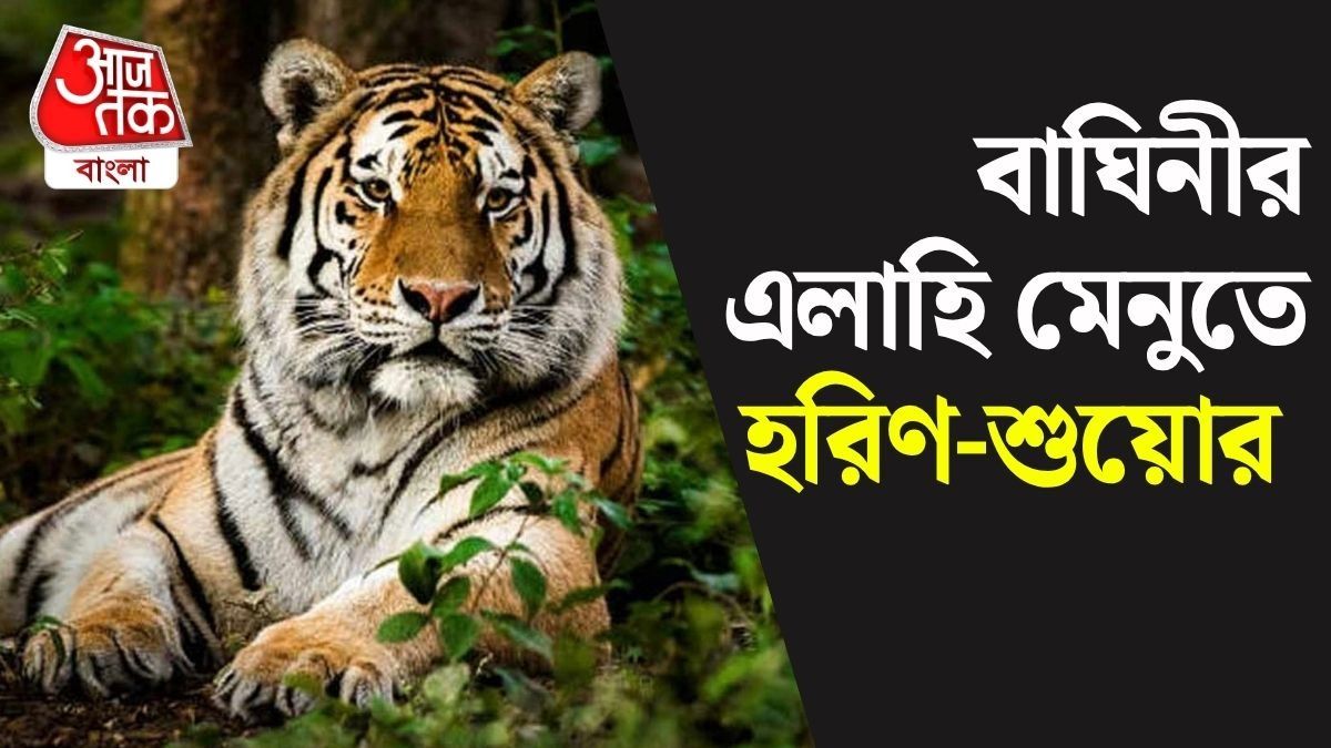 বিহারের বাঘিনী ঘুমোল? গান্ধী জয়ন্তীতে বক্সার জঙ্গলে ছাড়বেন শুভেন্দু, ঘরে বসে LIVE দেখুন