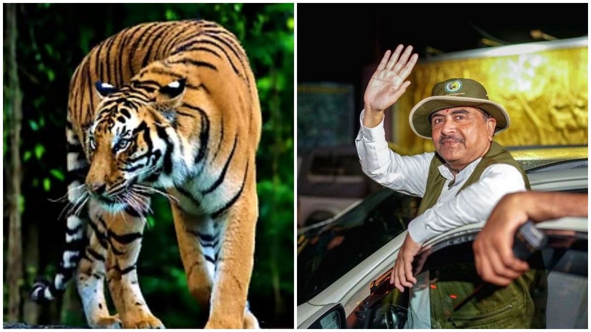  'নামেই টাইগার রিজার্ভ, টাইগার ছিল না,' বক্সায় বাঘিনী ছেড়ে জঙ্গলের পর্যটন নিয়ে বড় ঘোষণা শুভেন্দুর 