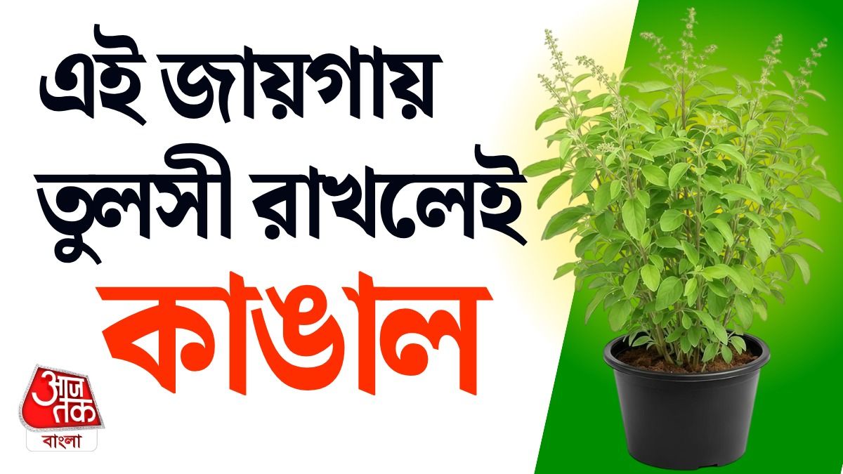 ভুলেও ঘরের এই 7 জায়গায় রাখবেন না তুলসী, কাঙাল হবেন, পড়ুন Vastu Money Tips