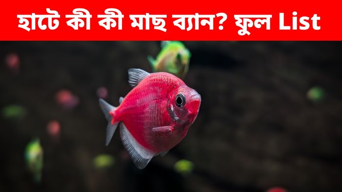 গলিফ স্ট্রিটের হাটে ব্য়ান কালারিং উইডো ফিশ
