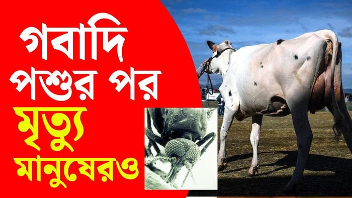এটিই মানুষের শরীরে এই শামোন্ডা সংক্রমণের প্রথম রেজিস্টার্ড ঘটনা।