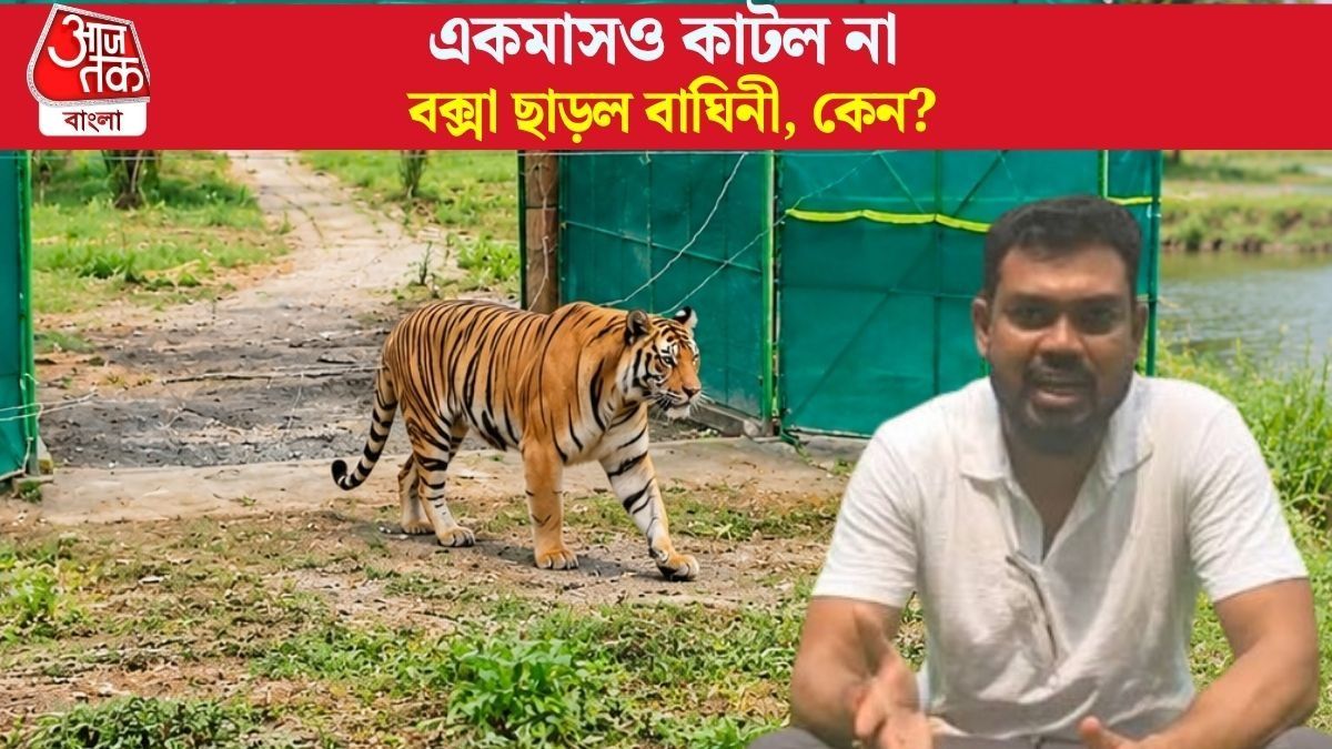  বক্সার বাঘিনী তো অসম পালাল, এ বার কী হবে? বনমন্ত্রী যা জানালেন...