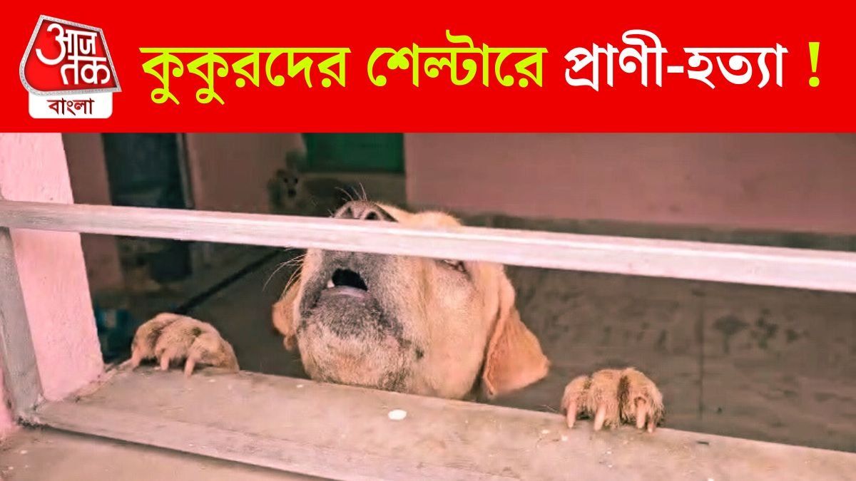 Parnasree তে Dog Shelter Homes র এ কী অবস্থা! মৃত কুকুর-বেড়াল 