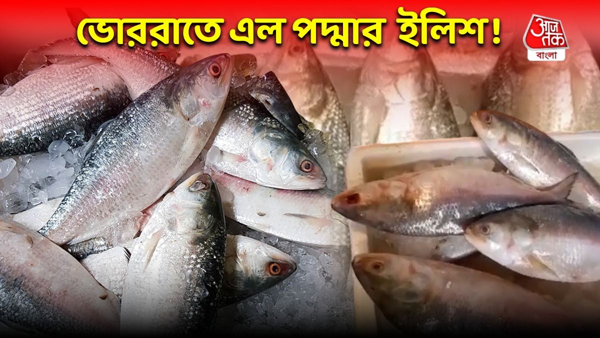 bangladesh hilsa fish