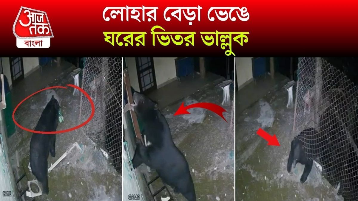 জঙ্গল ছেড়ে লোকালয়ে আস্ত ভাল্লুক, গা শিউরে ওঠার মতো ভিডিও ভাইরাল
