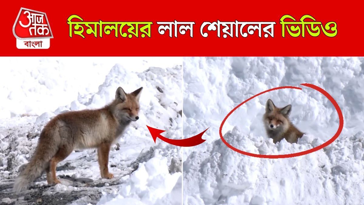 Rare Himalayan Red Fox Video
