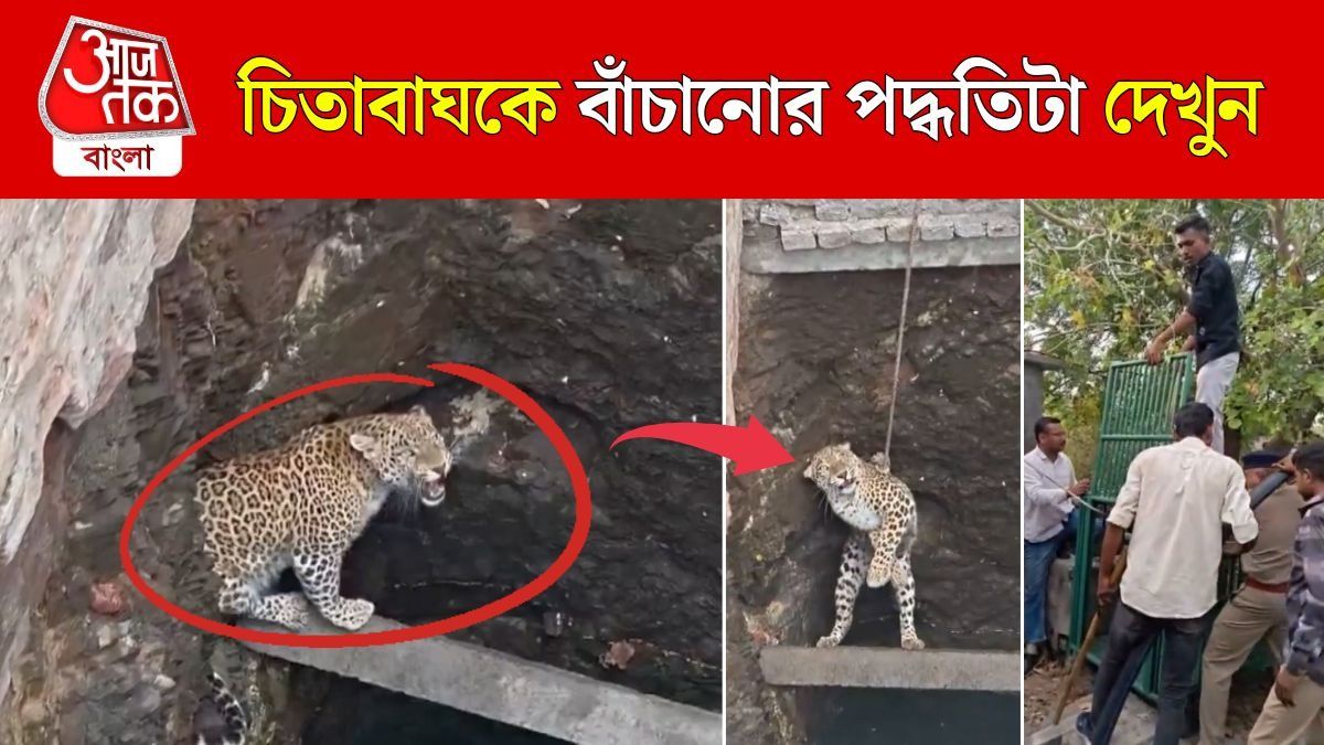 কুয়োয় পড়া চিতাবাঘকে রুদ্ধশ্বাস উদ্ধার, Leopard Rescue Video