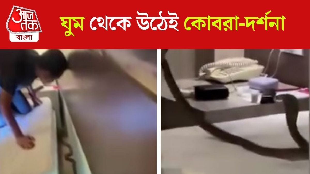 thailand hotel cobra snake