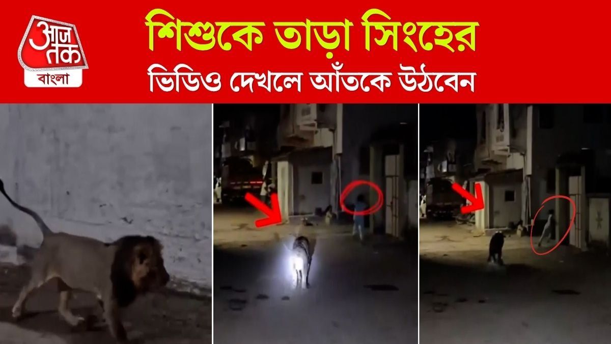Gujarat Junagarh এ আচমকা শিশুকে তাড়া করল সিংহ, Viral Video 