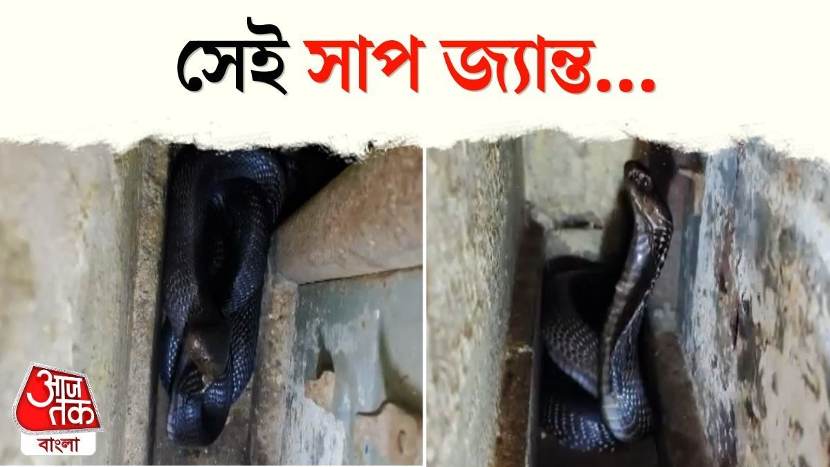 মাঝরাতে রান্নাঘরে ঘাপটি মেরে বিষধর কেউটে, হাড়হিম দৃশ্য VIRAL 