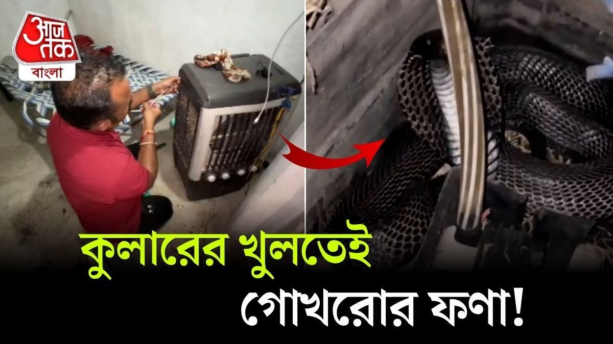 5-Feet লম্বা Cobra লুকিয়ে ঘরের Cooler এ, দেখুন Video 