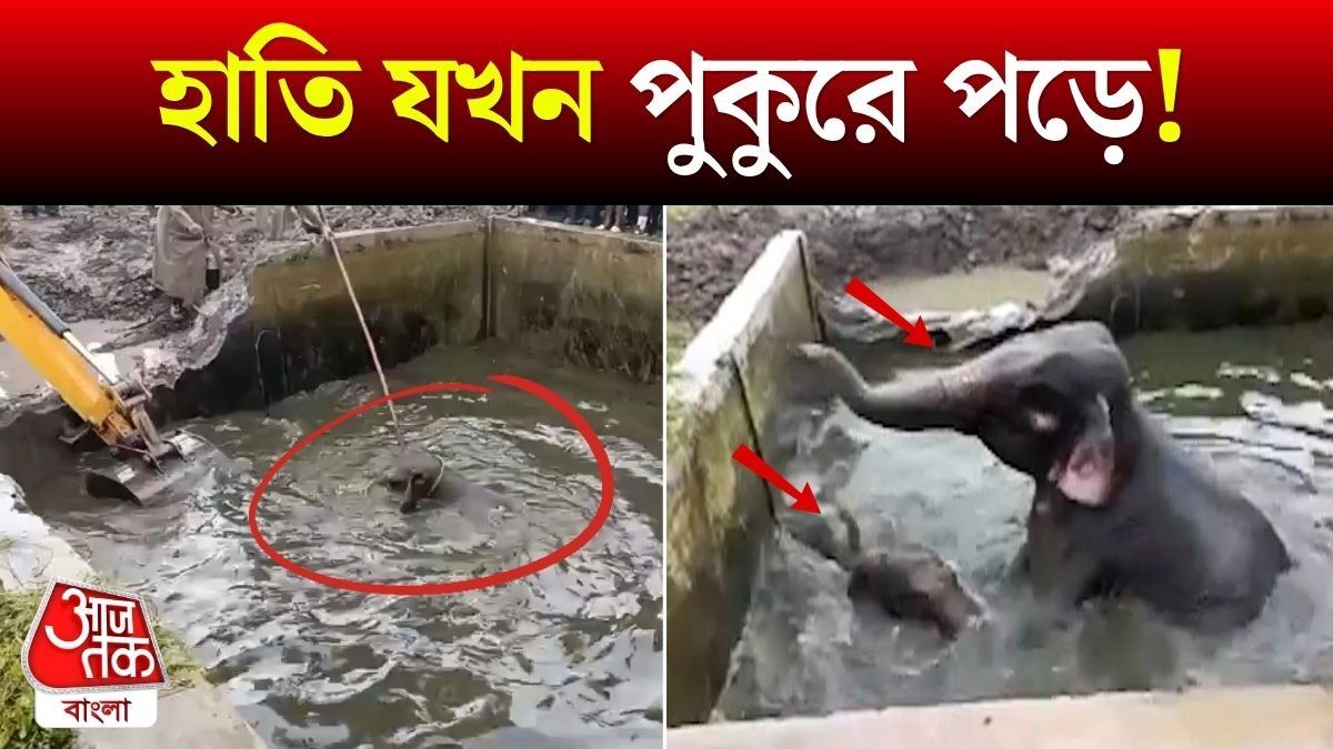 দুই হাতি পুকুরে! মাকে তো বাঁচানো গেল, শাবকের কী হবে? আলিপুরদুয়ারে হুলস্থুল