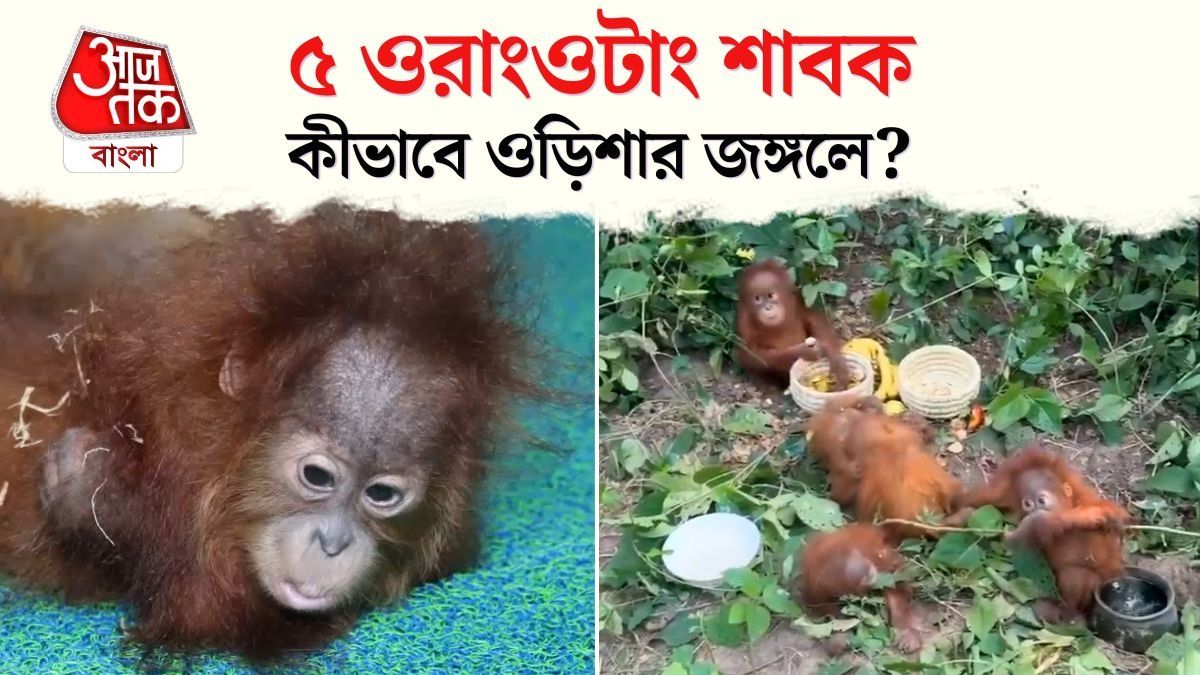 Indonesia, Malaysia এর জঙ্গলে থাকা 5 Baby Orangutans কীভাবে 4000 KM দূরে Odisha পৌঁছল?