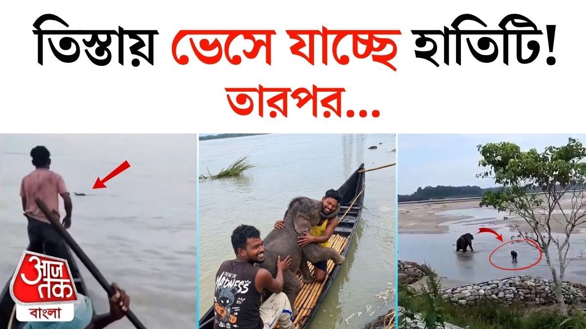 তিস্তার তোড়ে ভেসে যাচ্ছিল হাতি! কীভাবে উদ্ধার? জাস্ট দেখুন