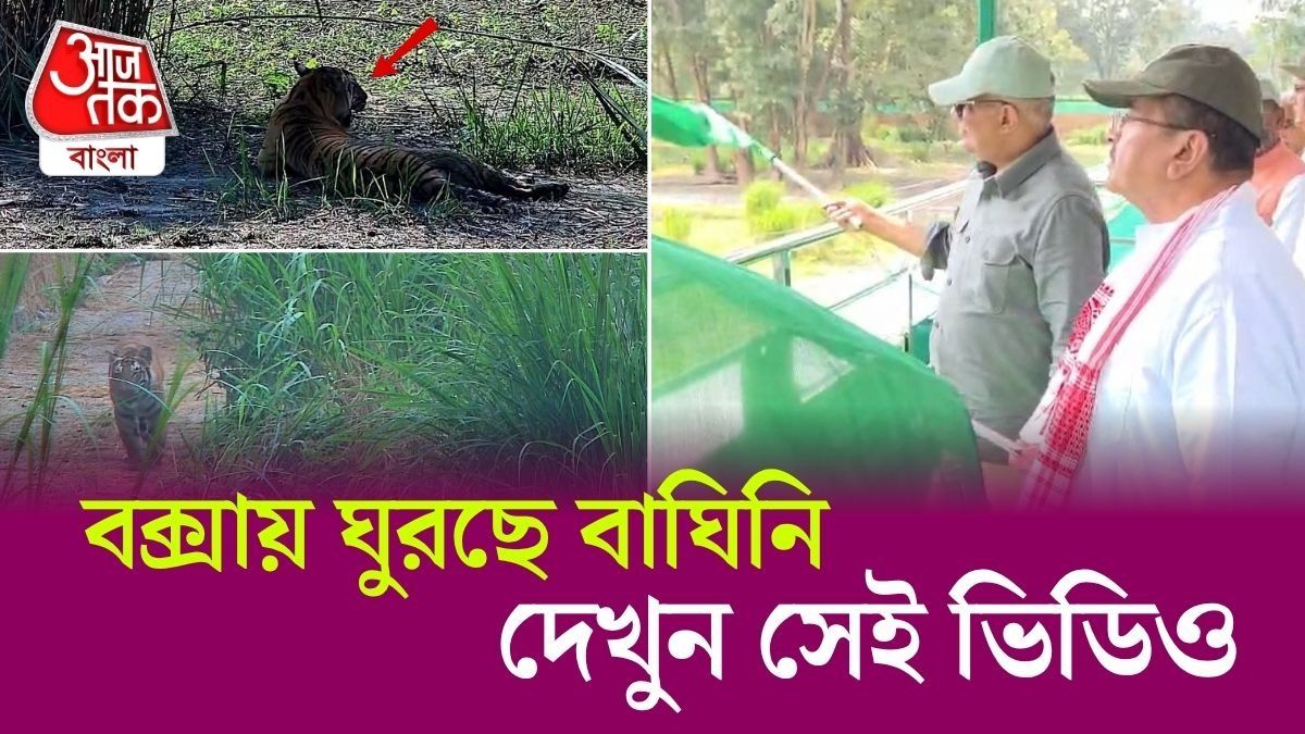 বক্সায় বিন্দাস বাঘিনি, Buxa Tiger Reserve Tigress Video দেখুন