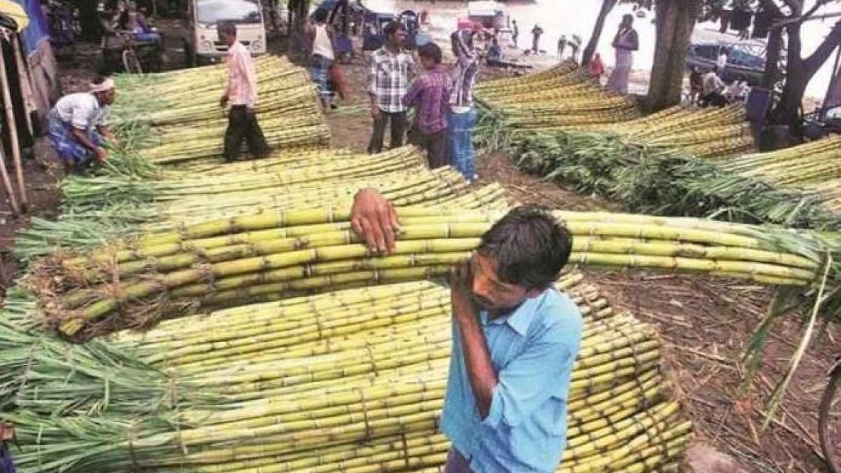 गन्ना किसानों को बड़ी सौगात, मूल्य 10 रुपये/क्विंटल बढ़ाया गया गन्ना किसानों को बड़ी सौगात, मूल्य 10 रुपये/क्विंटल बढ़ाया गया