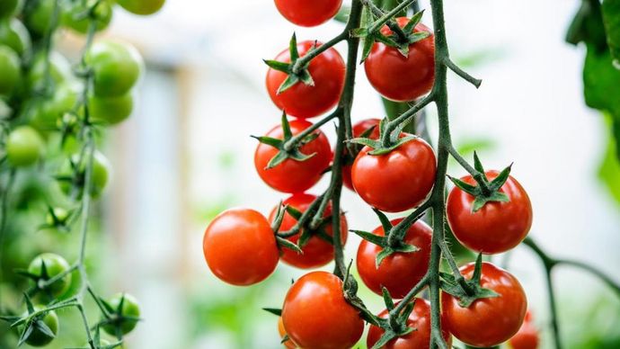 टमाटर के बाद अब टोमैटो प्यूरी भी ऑउट ऑफ स्टॉक भी हो चुकी है टमाटर के बाद अब टोमैटो प्यूरी भी ऑउट ऑफ स्टॉक भी हो चुकी है