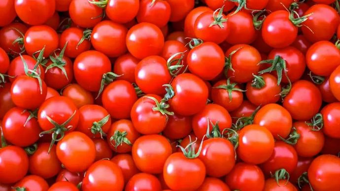 ₹150 का टमाटर ₹70 में... 2 दिन की मेगा सेल में टूट पड़े लोग ₹150 का टमाटर ₹70 में... 2 दिन की मेगा सेल में टूट पड़े लोग