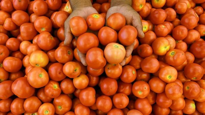 Nepal से आया 5 टन सस्ता टमाटर Nepal से आया 5 टन सस्ता टमाटर