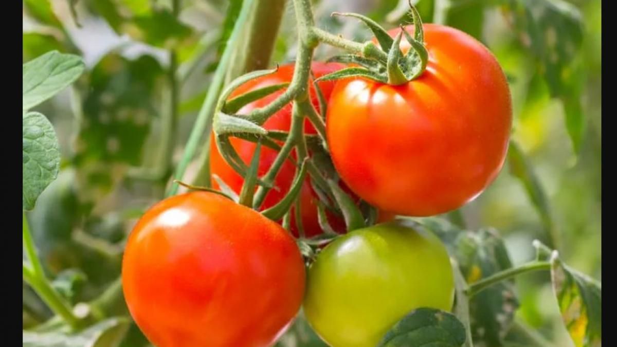 महंगाई का असली विलेन 'टमाटर'
