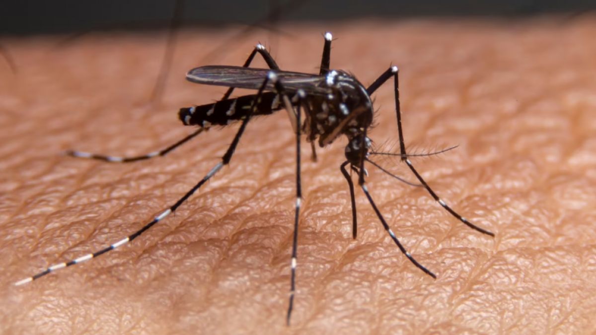 राजधानी दिल्ली सहित देशभर में डेंगू के मामले तेजी से बढ़ रहे हैं राजधानी दिल्ली सहित देशभर में डेंगू के मामले तेजी से बढ़ रहे हैं