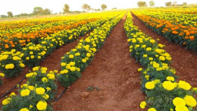 किसान अब बागवानी की फसलों की खेती की तरफ रूख कर रहे हैं किसान अब बागवानी की फसलों की खेती की तरफ रूख कर रहे हैं