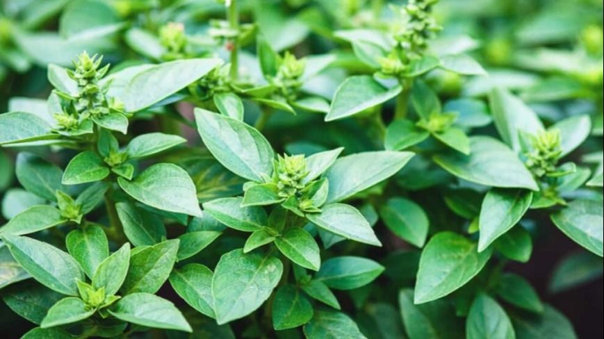 तुलसी को भारत में दवाई के तौर पर इस्तेमाल किया जाता है