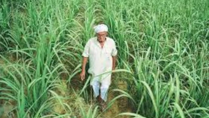 SUGAR CANE SUGAR CANE