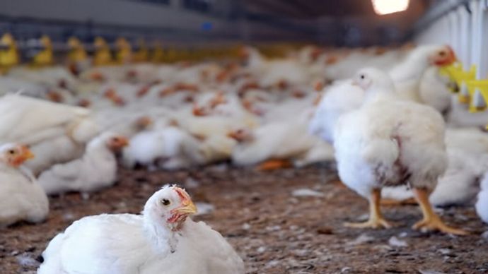 गांव में मुर्गी पालन व्यवसाय कैसे शुरू करें? गांव में मुर्गी पालन व्यवसाय कैसे शुरू करें?