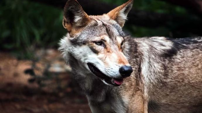 पकड़ा गया बहराइच का आदमखोर भेड़िया पकड़ा गया बहराइच का आदमखोर भेड़िया