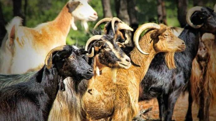 करी का घी 8,000 रूपये किलो बेचकर इस महिला ने कमाए लाखों रूपये करी का घी 8,000 रूपये किलो बेचकर इस महिला ने कमाए लाखों रूपये