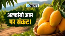 इस बार बाजार से गायब हो सकता है आपका पसंदीदा अल्फांसो आम! 90% तक फसल बर्बाद - जानें क्या है वजह