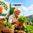 आयुर्वेद की बढ़ती मांग के बीच डाबर का बड़ा दांव! हजारों किसानों के साथ मिलकर कर रही खास खेती