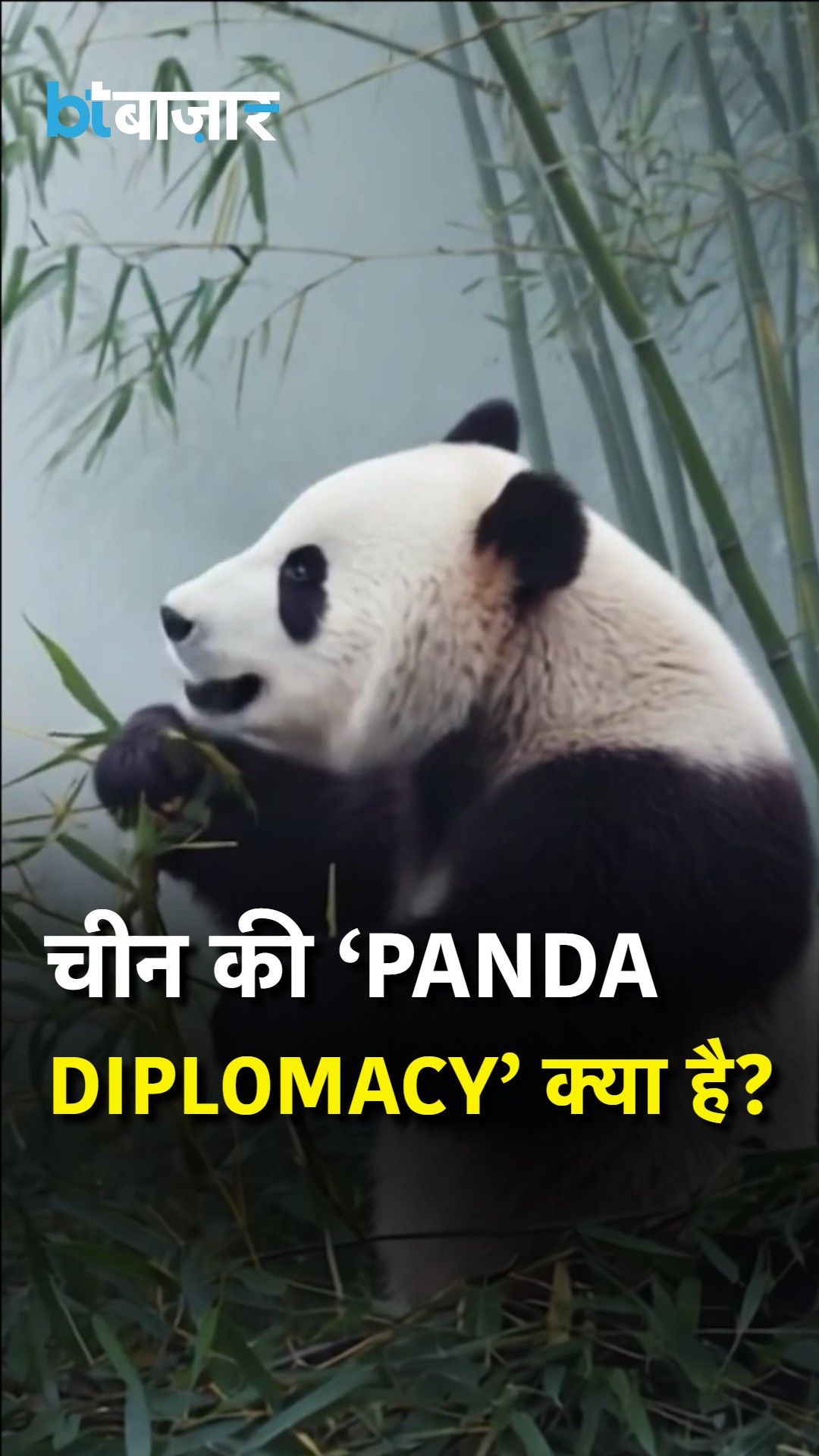 What Is Panda Diplomacy? How China Uses Giant Pandas As Soft Power In Global Relations frvd