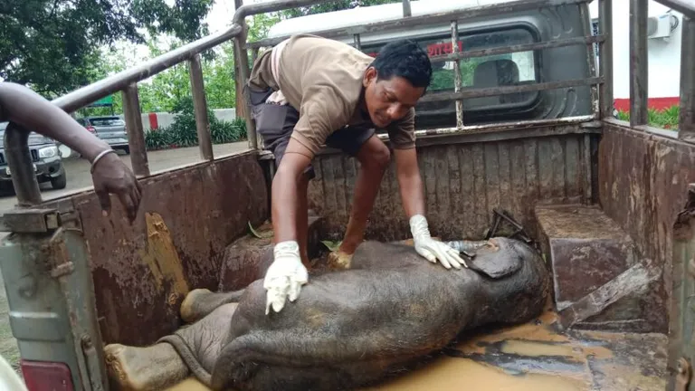 कोरबा में दुखद घटना, हाथी के नवजात बच्चे की मौत, वन विभाग लेकर गया बॉडी NewsTak
