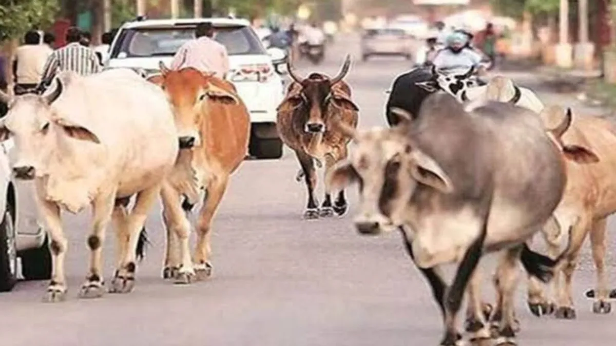 छत्तीसगढ़: कैसे ‘कैटल फ्री जोन’ बनेगा बिलासपुर? हाईकोर्ट की सख्ती के बावजूद अभी ये हैं चुनौतियां NewsTak