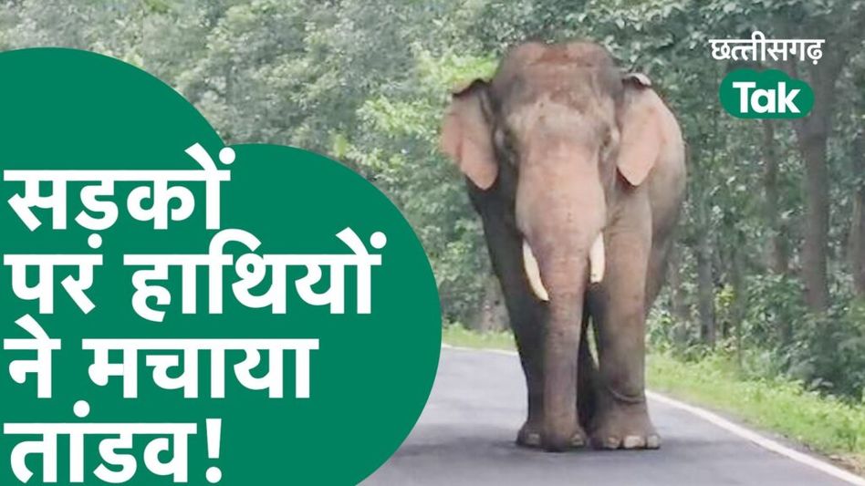 मरवाही के जंगलों में हाथियों का डेरा, मचा रहे उत्पात Video Thumbnail