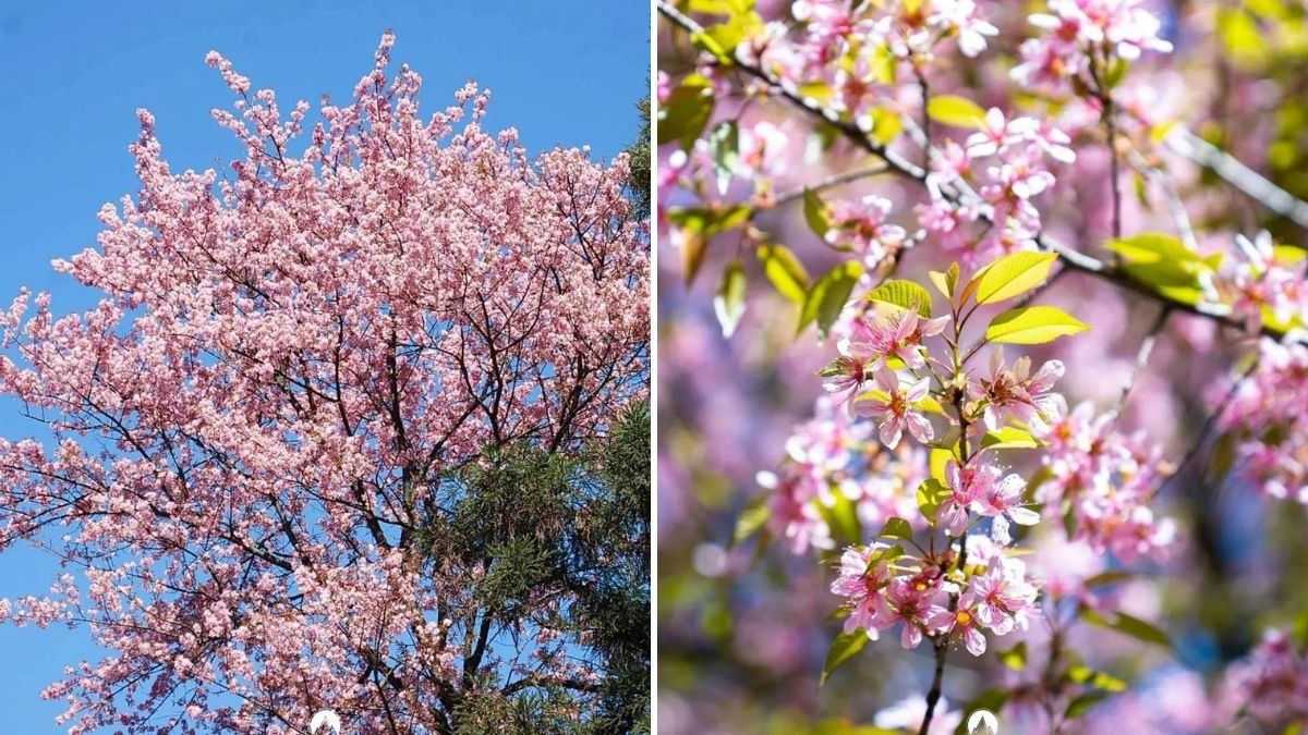 Shillong Cherry Blossom Festival 2024 चेरी ब्लॉसम से गुलज़ार हुआ