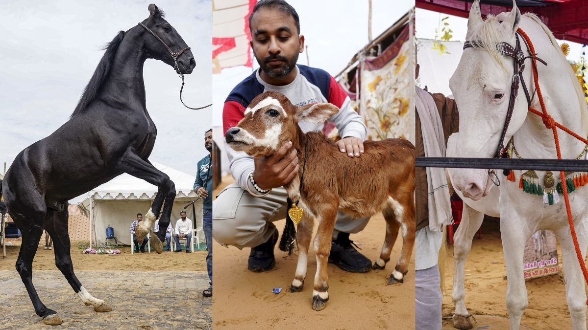 Pushkar Fair 2025 (Photo/PTI)