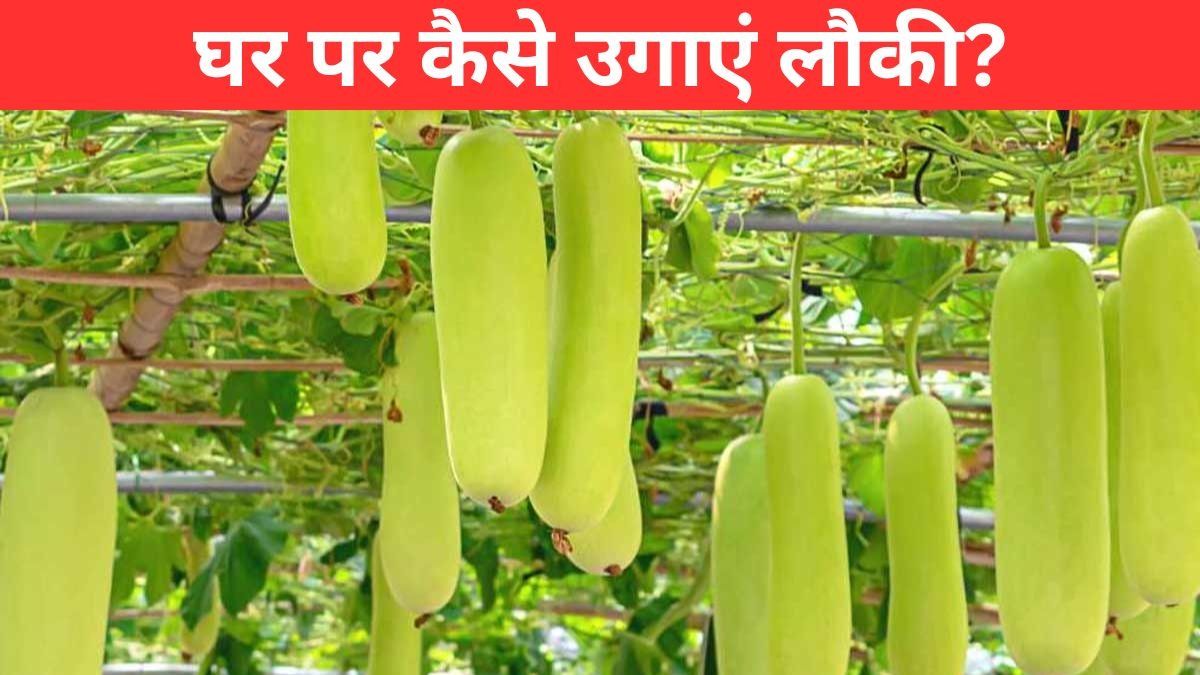 Bottle Gourd