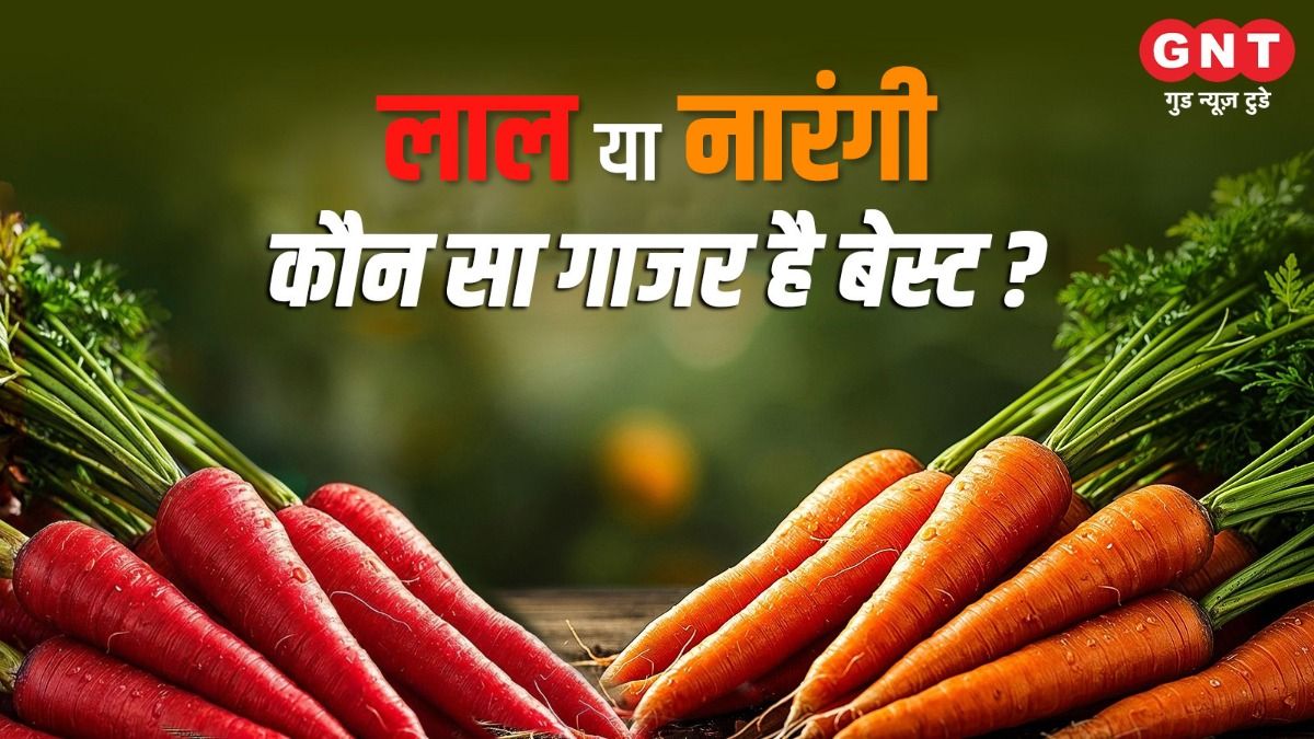 Red Carrots and Orange Carrots