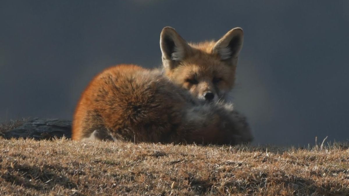 Himalayan Red Fox