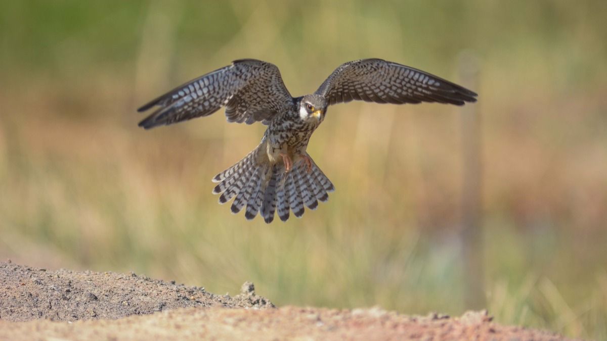 Amur Falcon bird: Getty Images