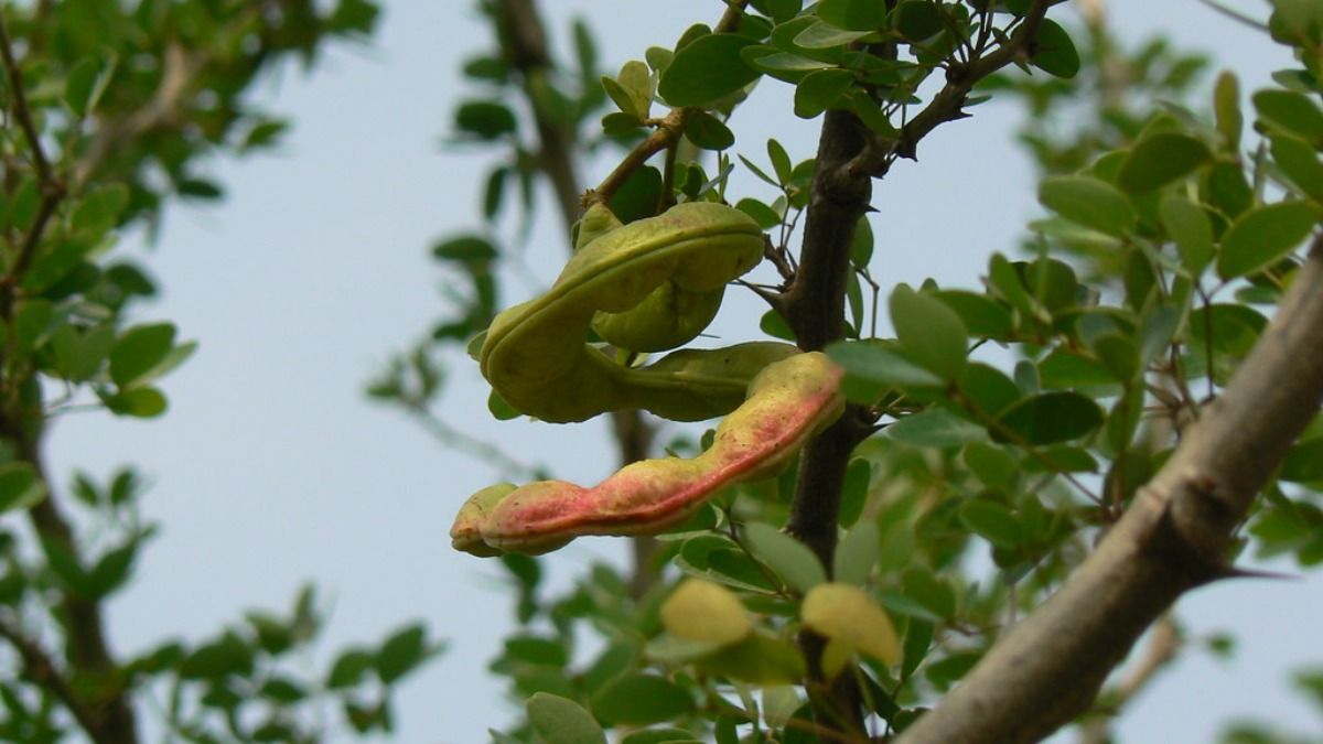 Jungle Jalebi: Photo: ITGD