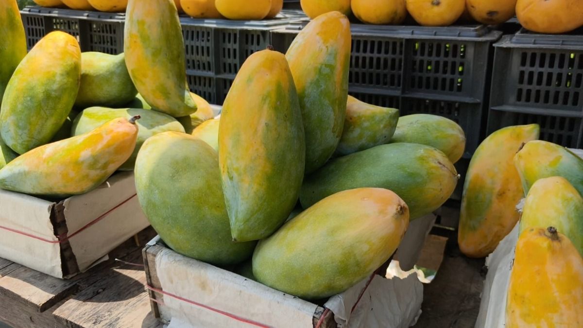 Saharanpur Mango Market 