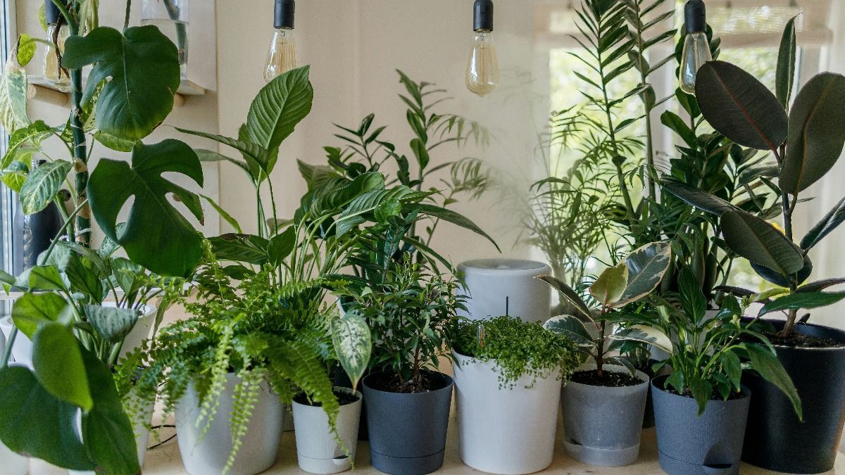 Indoor Plants: Photo: Unsplash