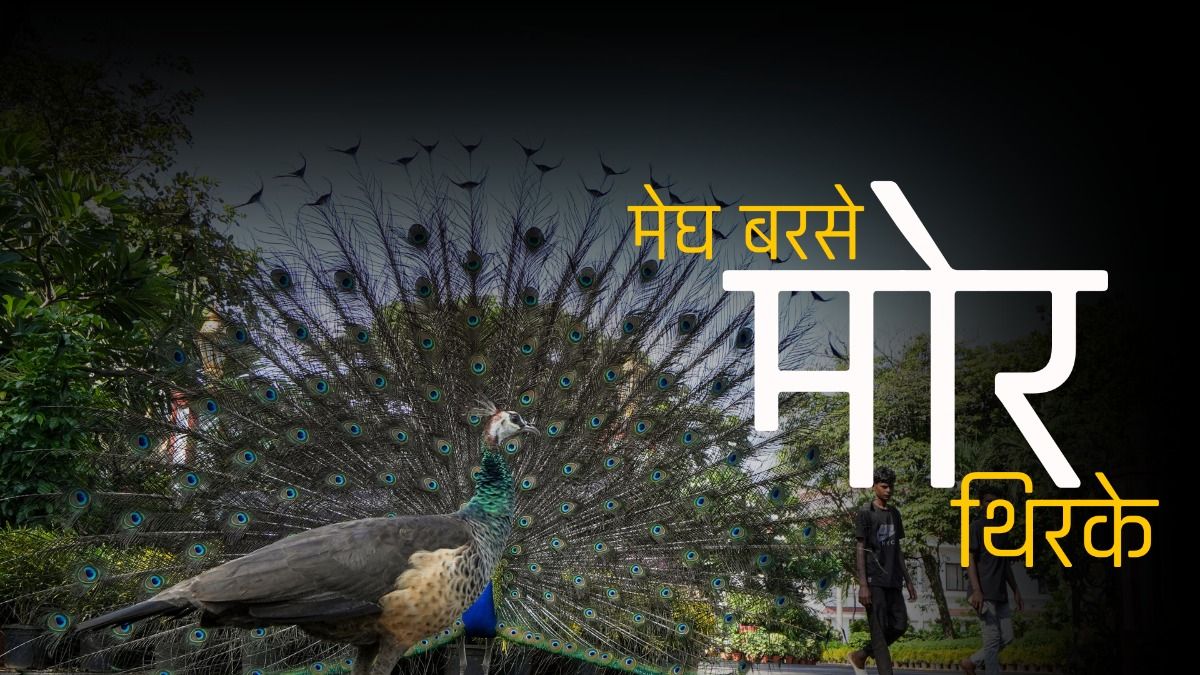 मोर के नाचने की तस्वीरें