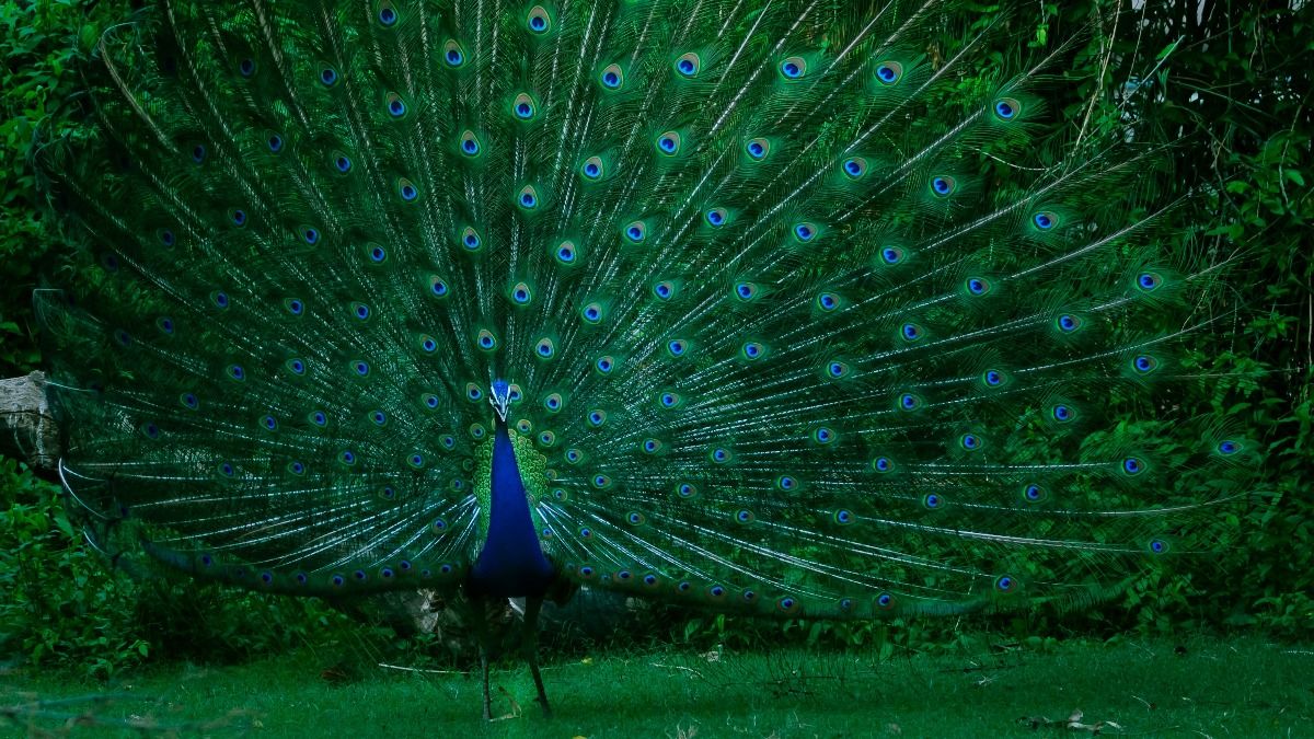 Peacocks