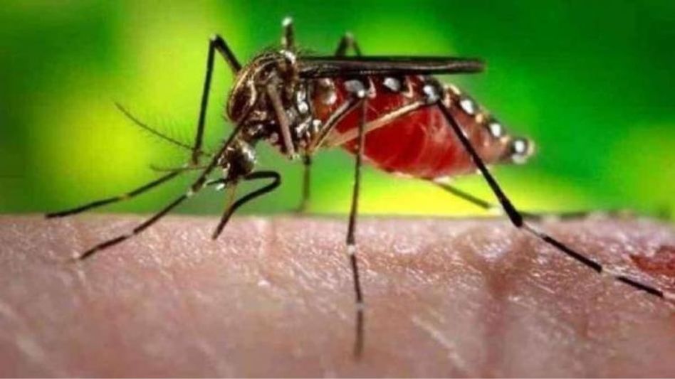 भारतीय वैज्ञानिकों ने खोजी डेंगू की दवा भारतीय वैज्ञानिकों ने खोजी डेंगू की दवा