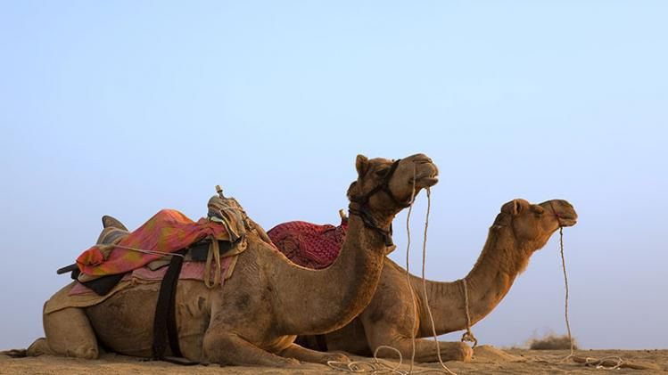 Vaccination drive in jaisalmer by ANM